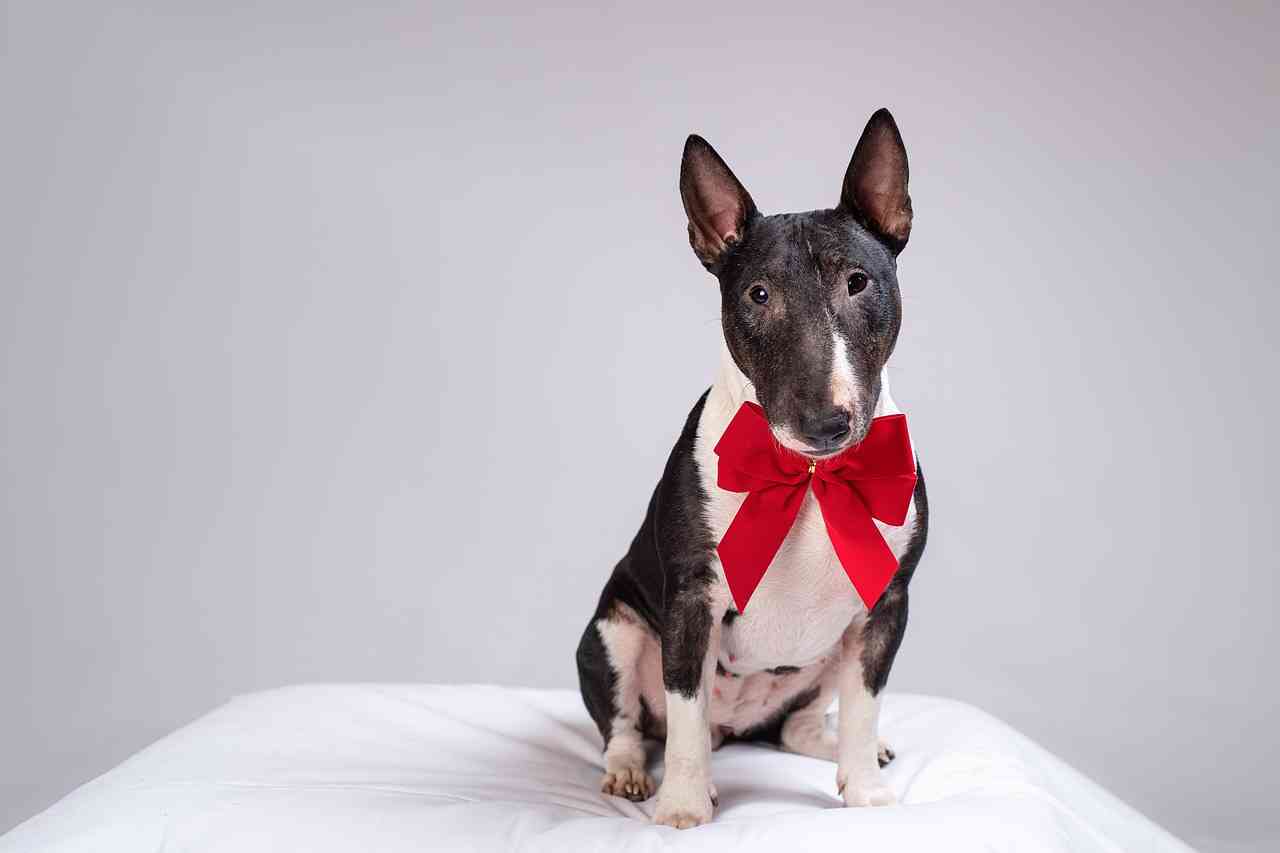 миниатюрный бультерьер с красным бантиком на шее — рейтинг лучших собак для квартиры sova.live